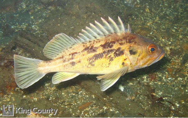 Photo of Sebastes auriculatus